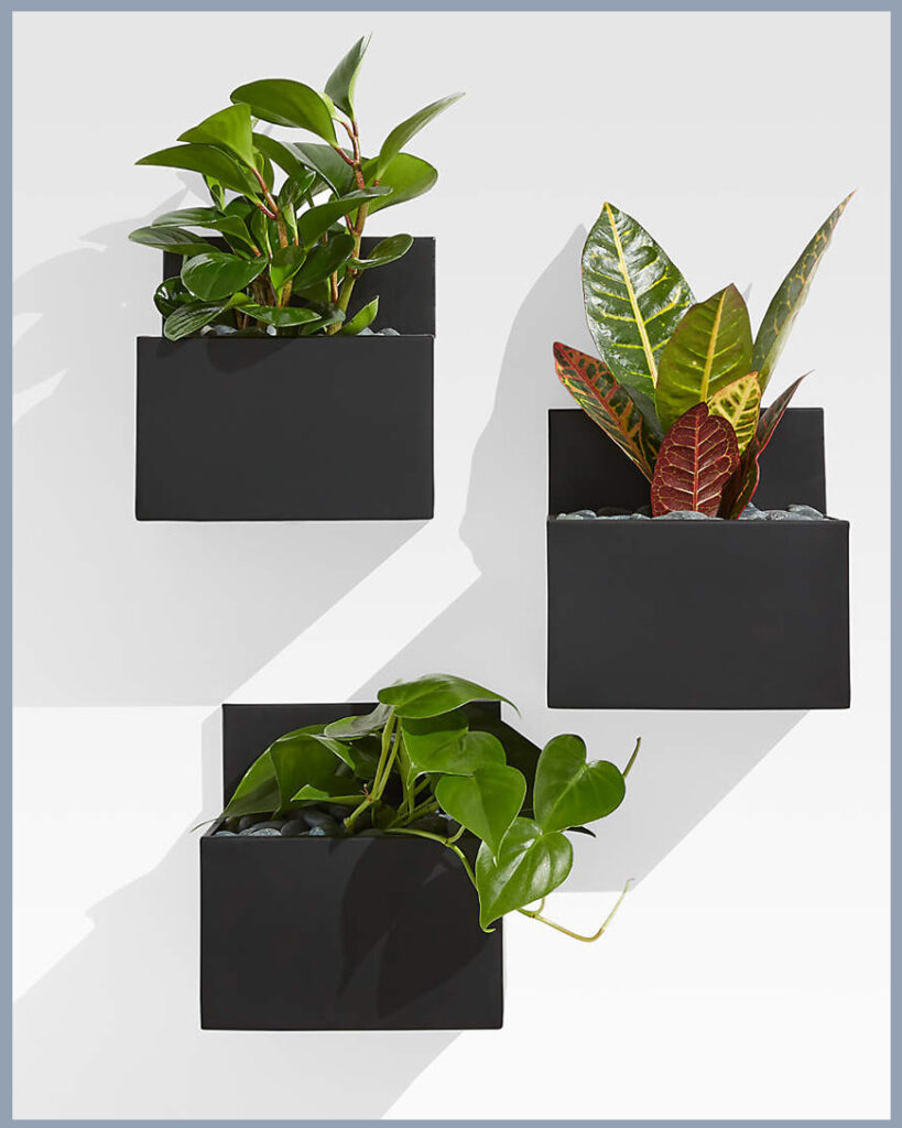 Plant sconces store